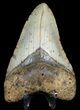 Bargain Megalodon Tooth - North Carolina #45505-2